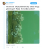 Screenshot-Eric Crampton on Twitter: %22Hivemind: what are the fluffy white things growing on these dockside oysters?… %22 - Google Chrome-1.png