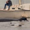 Man-So-Distracted-By-Cellphone-That-He-Misses-Massive-Whales-Just-Feet-Away.jpg